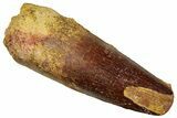 Fossil Spinosaurus Tooth - Real Dinosaur Tooth #329703-1